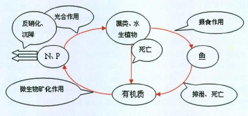 农业养殖七大误区：盲目扩大规模、忽视品种选择、缺乏科学管理、忽视环保、忽视疫病防控、忽视市场调研、忽视人才培养