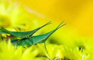 先来聊聊农药的种类