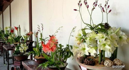 五种适合在室内养的植物， 好堪又好养活