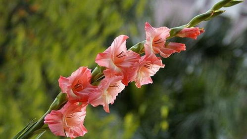 播种深度与技巧