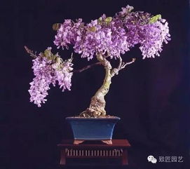 土壤选择， 紫藤的舒适床