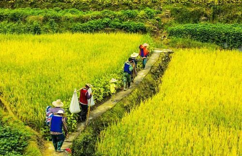 农药生产， 守护绿色的卫士