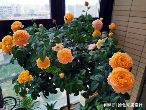 微月、灌木、藤本，哪个梗紧致又藤蔓十足？