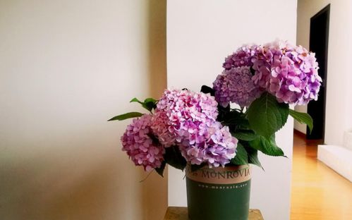 土壤不当，植物生长受阻