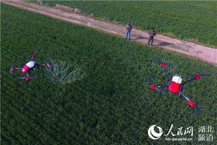 小麦喷药，河南小麦的喷洒时间及次数！