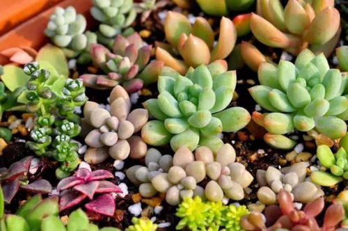 多肉植物在冬季低温环境下会受冷吗