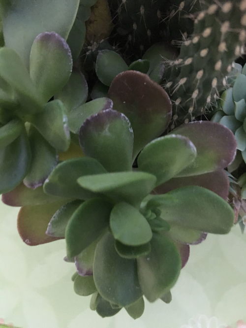 黑腐病现象：引发多肉黑腐的原因大多是主要原因是真菌、 细菌感染