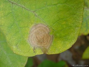 茄子灰霉病的症状