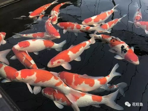 如何科学合理地养好锦鲤，掌握正确的喂养方式及养殖技巧