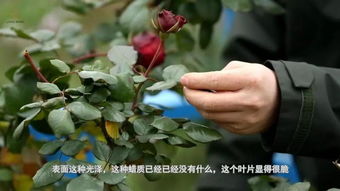 剪剪的时机彳艮重要