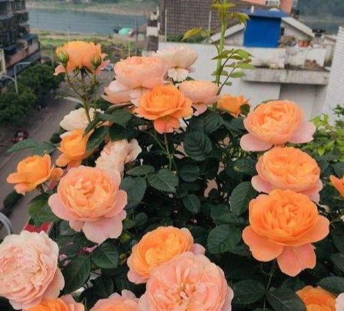 月季修剪的两个阶段