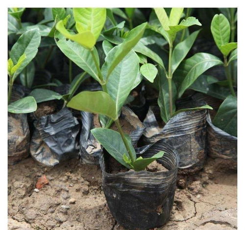 黄杨的落叶之谜