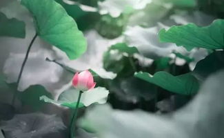 星辰花语藏心间，花开谁解其中意
