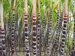 补苗：新植蔗田的补缺之道