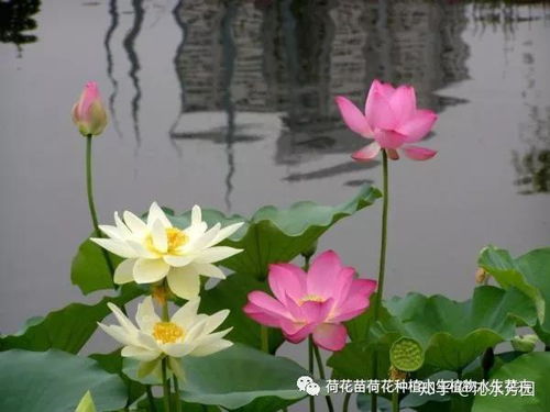 荷花种子在家养观赏荷花时应该如何正确种植？