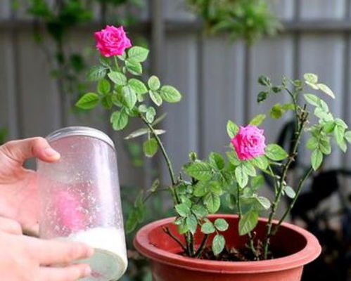 月季浇水， 别浇错了