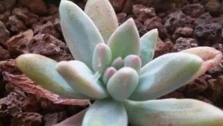 多肉移栽后如何浇水才能避免烂根