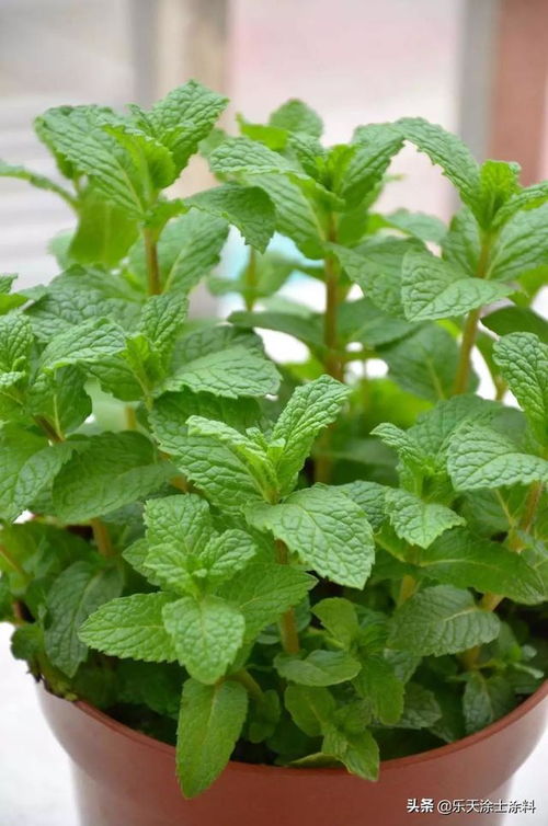 薄荷是爬藤植物吗？它的生长特点有哪些
