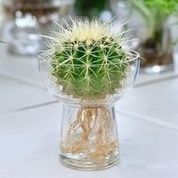 仙人球不开花怎么办？多久开一次花才算正常