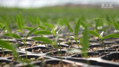 党参育苗的烦恼：总失败怎么办？