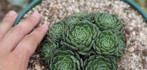 粗沙与草炭的加入