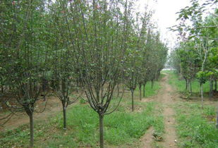 3公分西府海棠的价格之谜