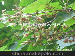 泡桐的市场价值