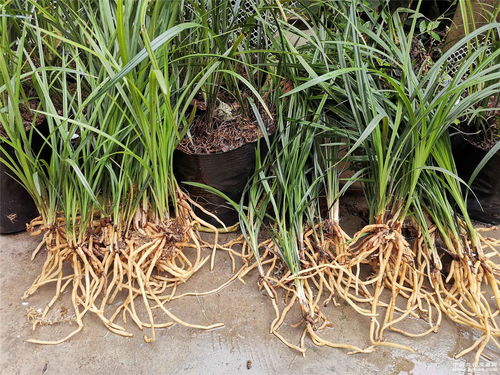 浇水时机要讲究