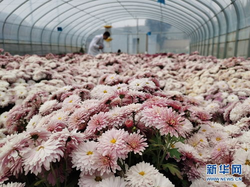 鸟巢菊，如何让它绽放