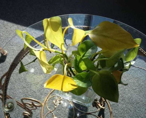 独家处理技巧：老花农不外传