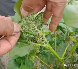 果树蚜虫爆发怎么办？哪种农药能有效防治