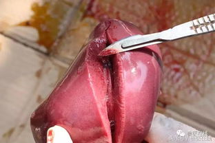 猪流感继发副嗜血杆菌病，科学防治是关键