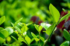 草坪小白变绿意盎然草籽发芽的奥秘揭秘！