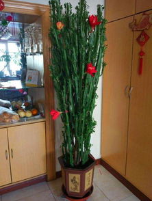 打造特色花园的小窍门