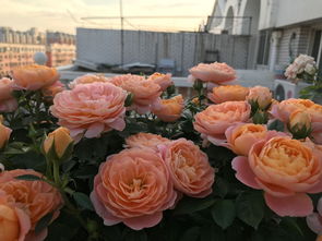 御花园月季：那迷人的黄红之舞