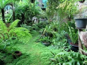 蕨类阴生植物区：观景台的地址