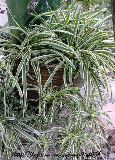 水培植物定植篮，如何快速安装