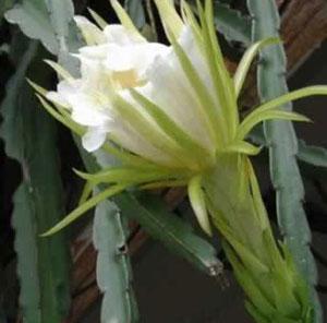 秋海棠的小秘密