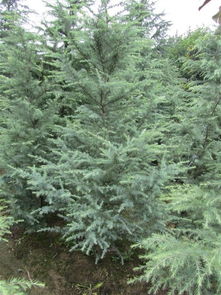 雪松价格：波动与稳定并存