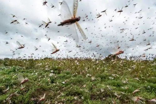 生物安全：农业养殖新防线