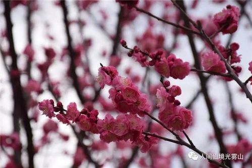 梅花之美， 无处不在