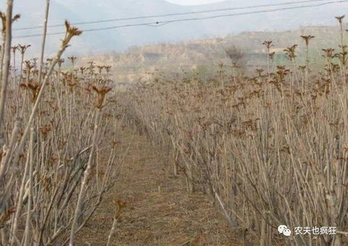 香椿树风水讲究多，家里种香椿树好吗