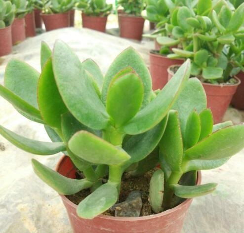 北方春天种花难存活？别急，跟我学避坑技巧！