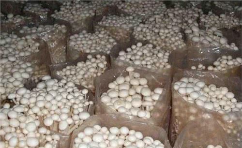 农药的使用与防治