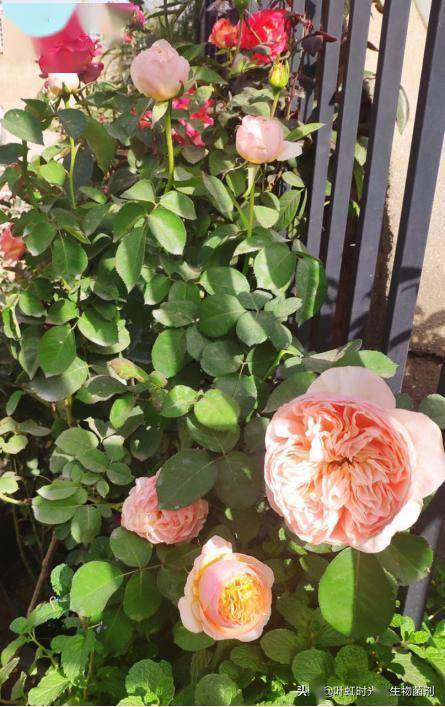 根系发达， 栽培密度要适中