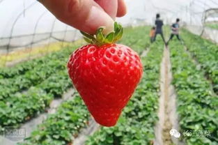 二、 草莓：甜蜜的财富果实