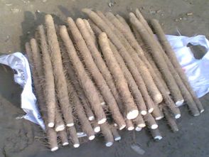 山药种植需要怎样的土壤和气候条件
