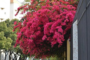 三角梅：南方花海的秘密