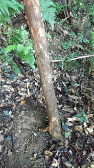 小叶黄杨叶子发黄干枯：是缺水还是施肥不当？