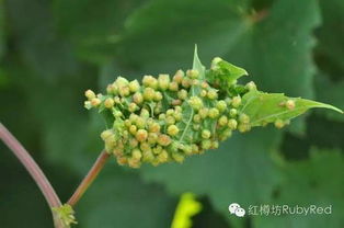 葡萄藤的冬天奇遇